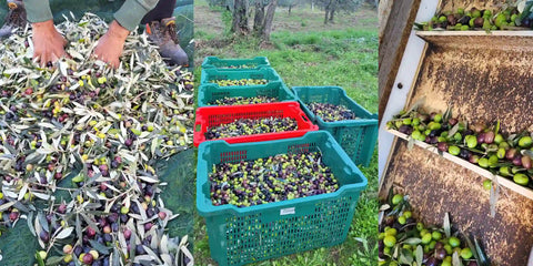 Collage of images showing olives being harvested and processed.